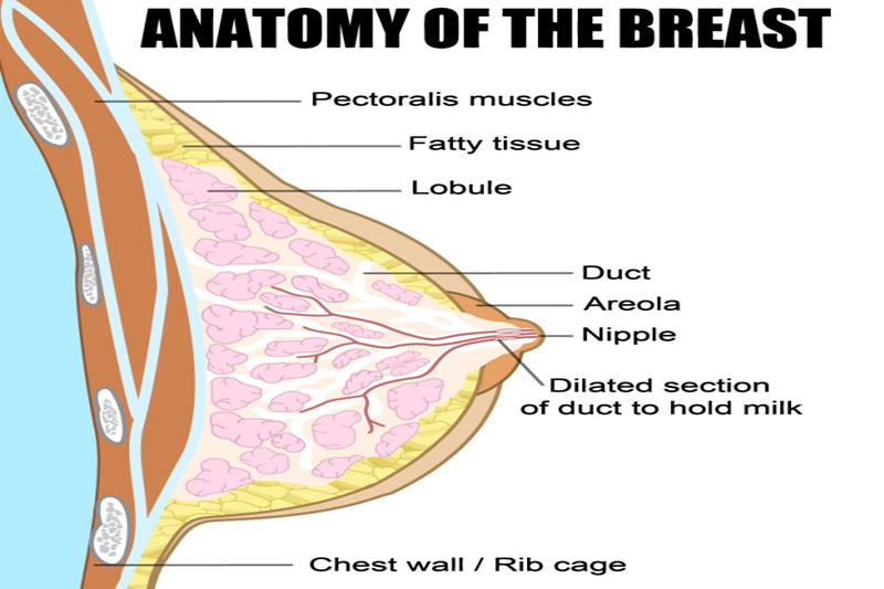 Anatomy of the Female Breast