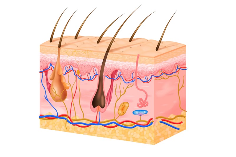 How Melanin Causes Skin Discoloration
